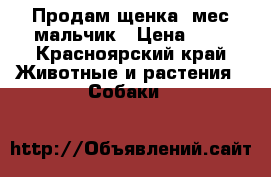 Продам щенка 2мес мальчик › Цена ­ 1 - Красноярский край Животные и растения » Собаки   